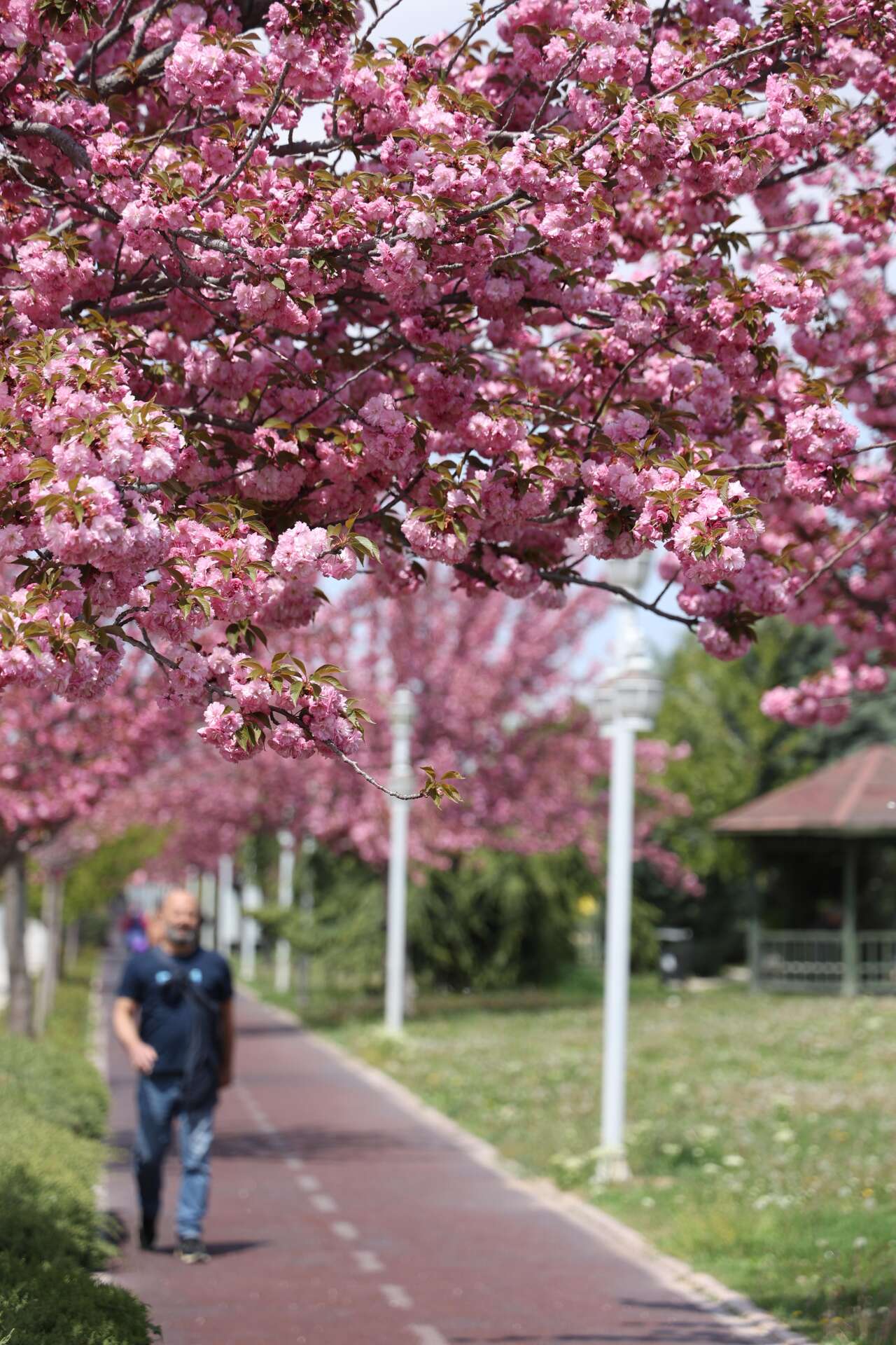 Burası Japonya değil, Konya! Sakuralar çiçek açtı 17